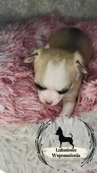Chihuahua dziewczynka Givenchy