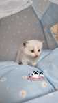 Bracia blue ragdoll bicolor i mitted