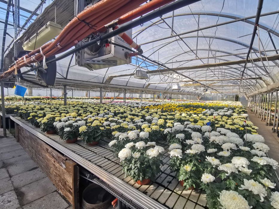 Chryzantemy chryzantema kule drobnokwiatowe kopka PRODUCENT HURT detal