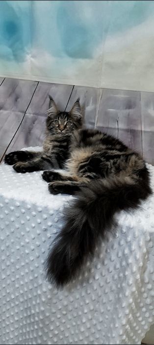 Кращий подарунок ласкава дівчинка Мейн-Куна