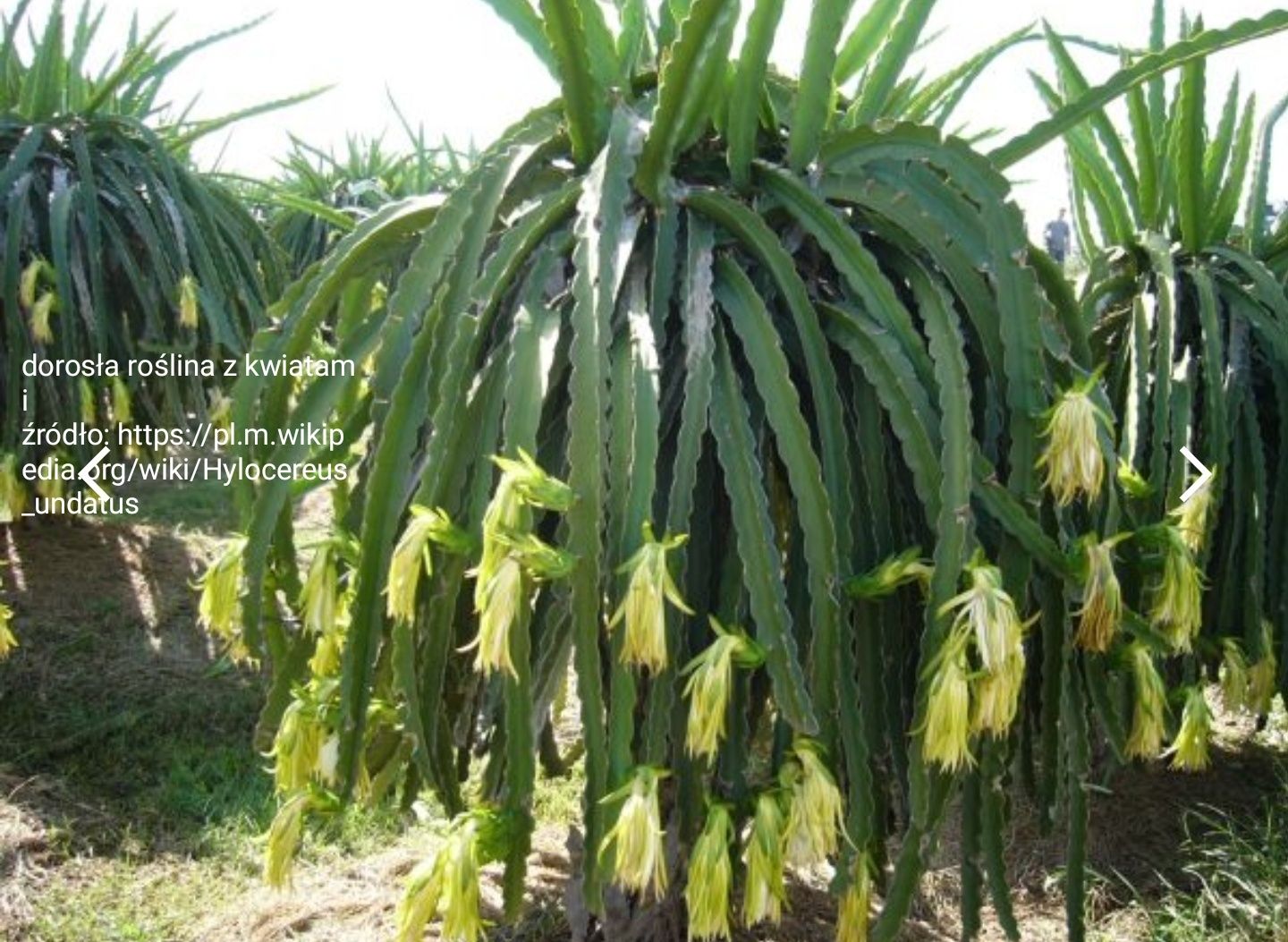 Pitaja, smoczy owoc, hylocereus undatus - siewki