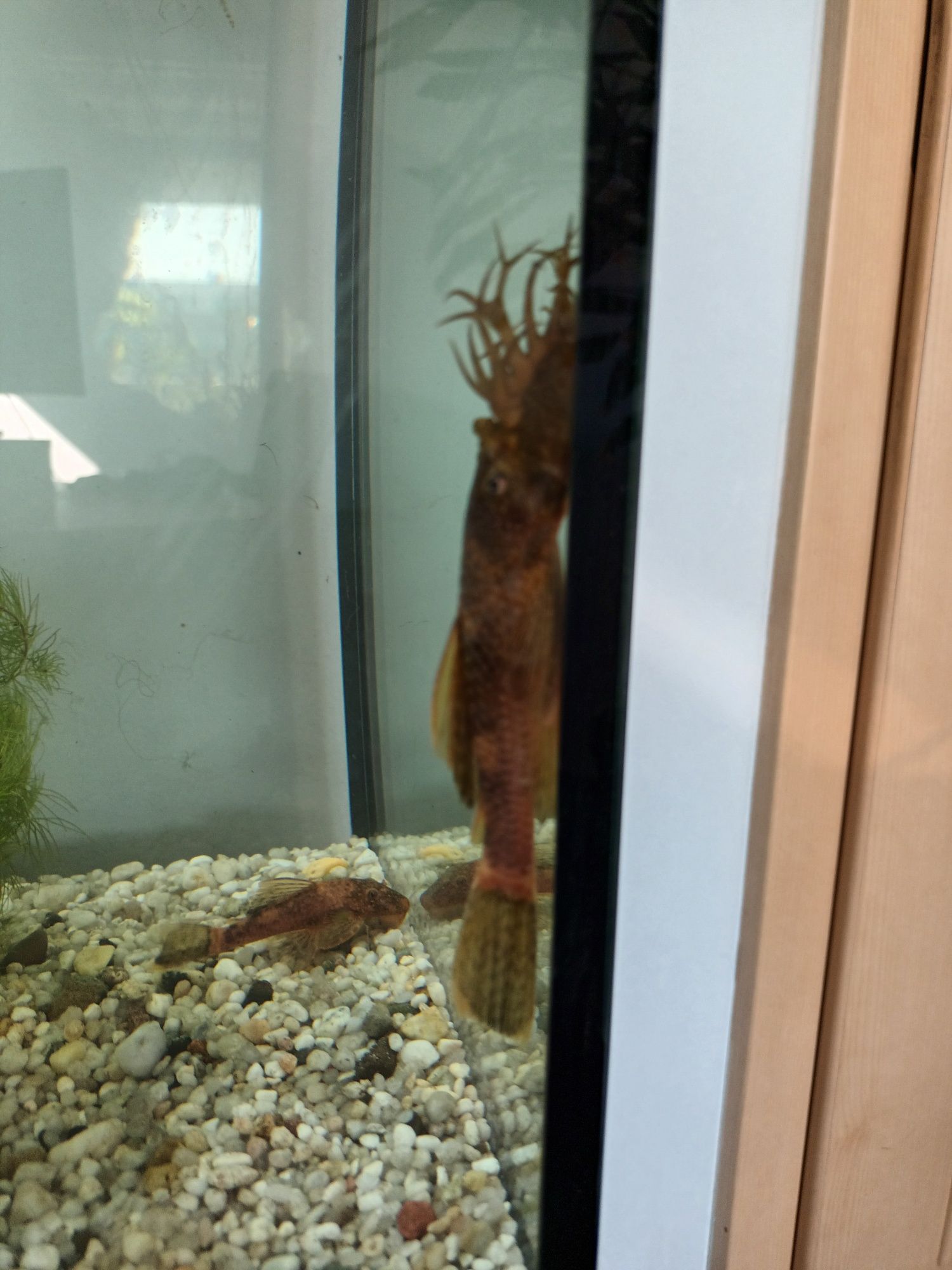 Ancistrus sp. Calico zbrojniki nie lda 16