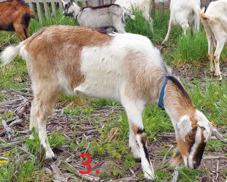 Redukcja stada kóz, kozy, kózki nowa CeNa