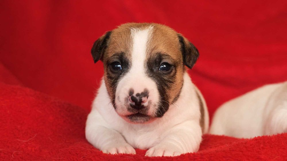 Piesek Jack Russell Terrier z hodowli "BREFIO"/badania genet.
