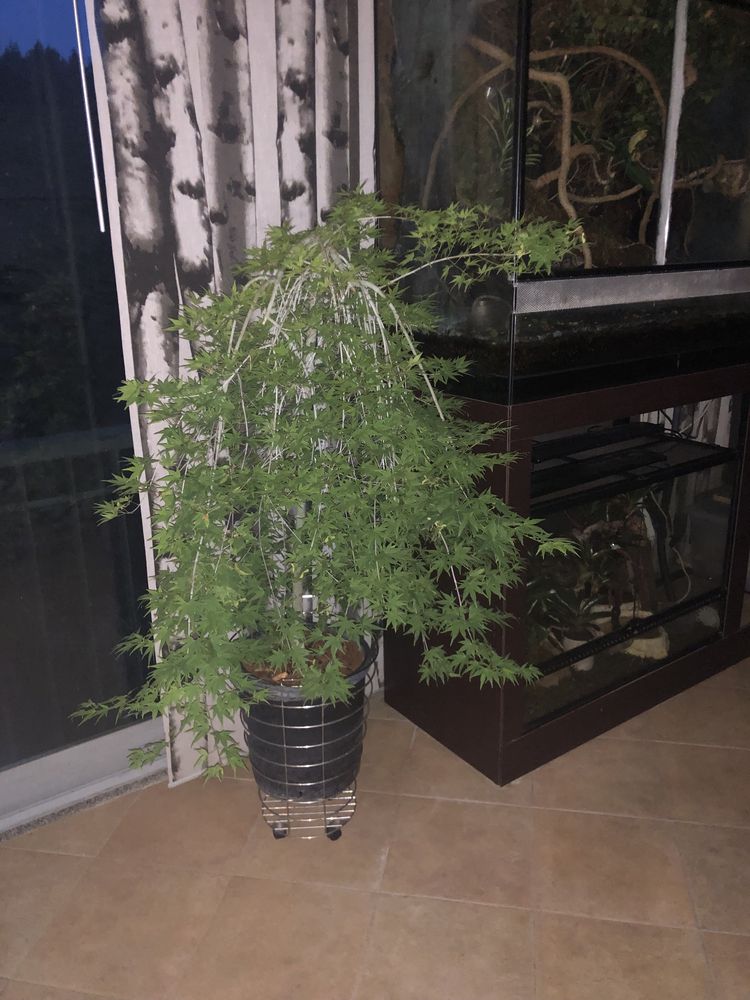 Acer Palmatum Rayusen