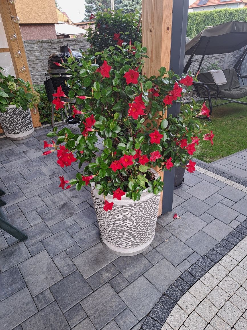 Kwiat Dipladenia