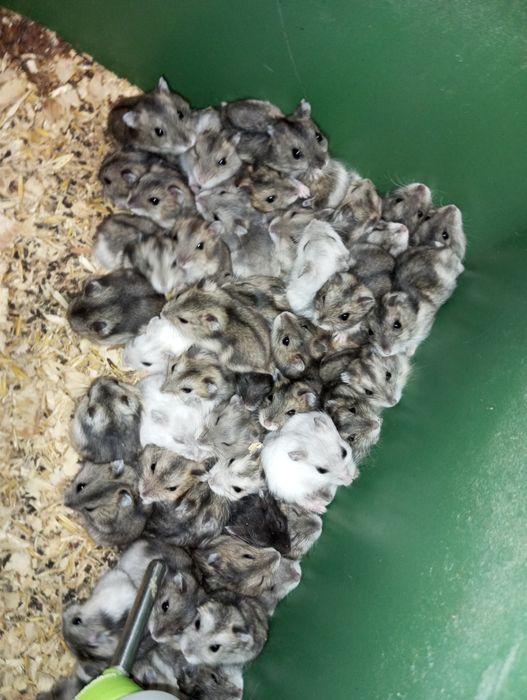 Продам хомячків джунгариків