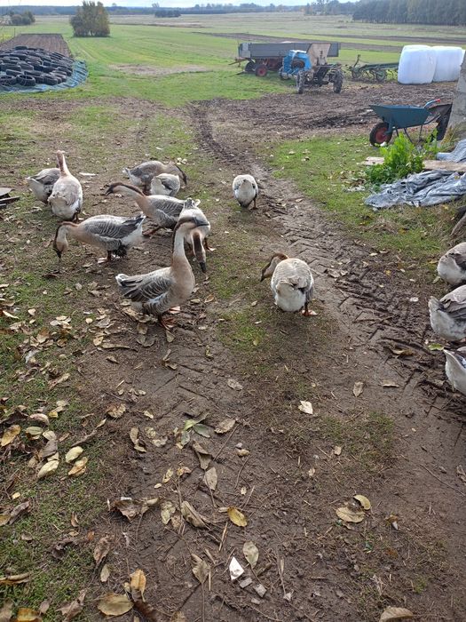 Gęsie garbonose indyki czerwone