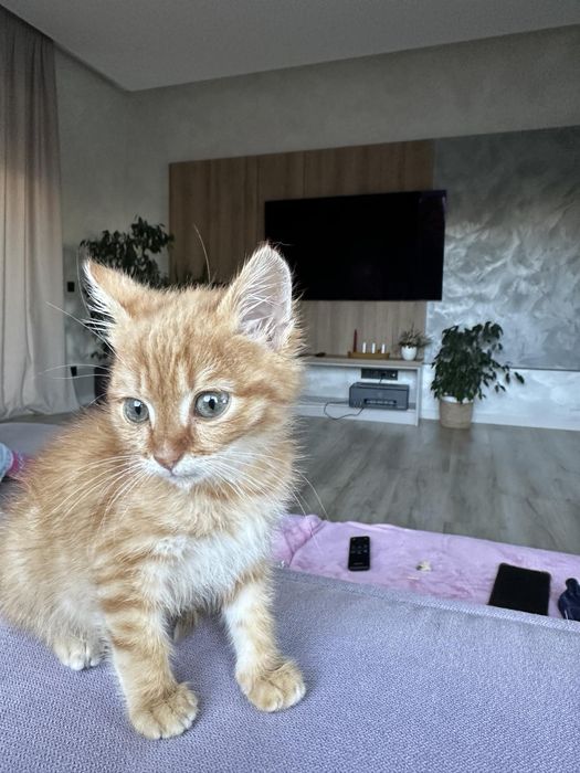 Рудий котик, дуже ніжний