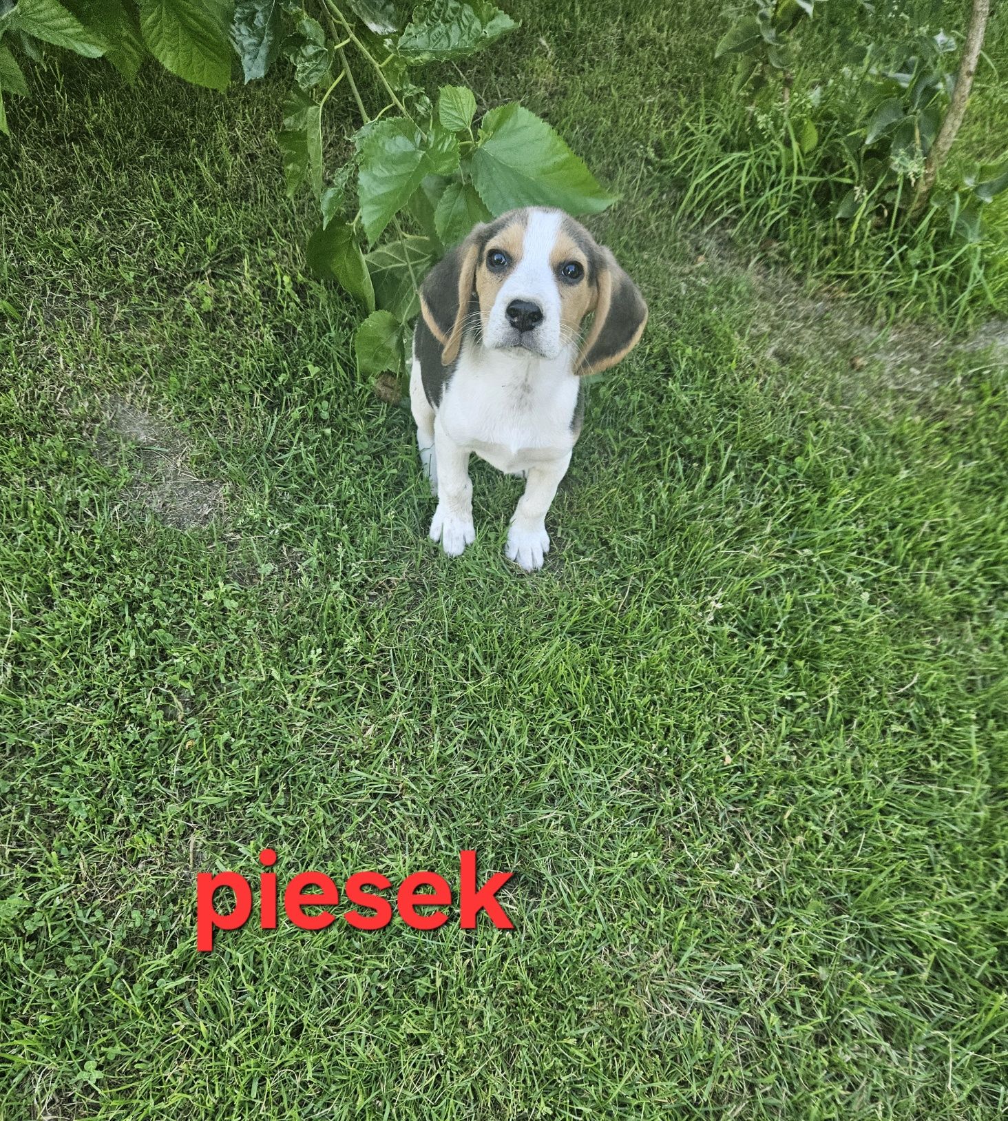 Beagle z Rodowodem do odbioru piesek