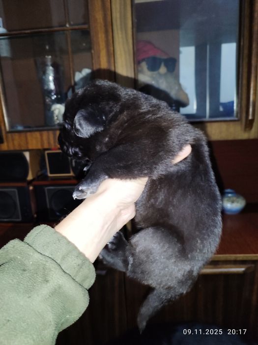 Щенки Восточно европейской Овчарки (Метисы)