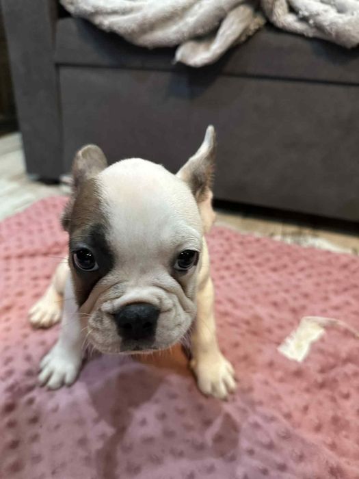 Buldog francuski piesek