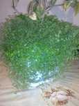 Солейролия отросший кусок, коллизия