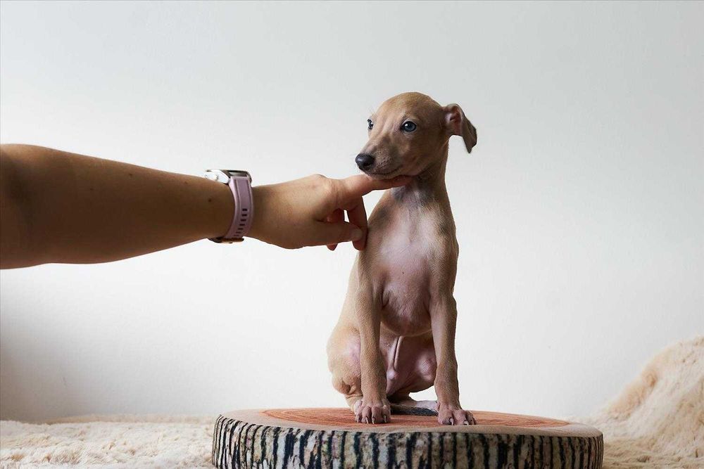 Charcik włoski piesek "Orrin Starlight", ZKWP (FCI)