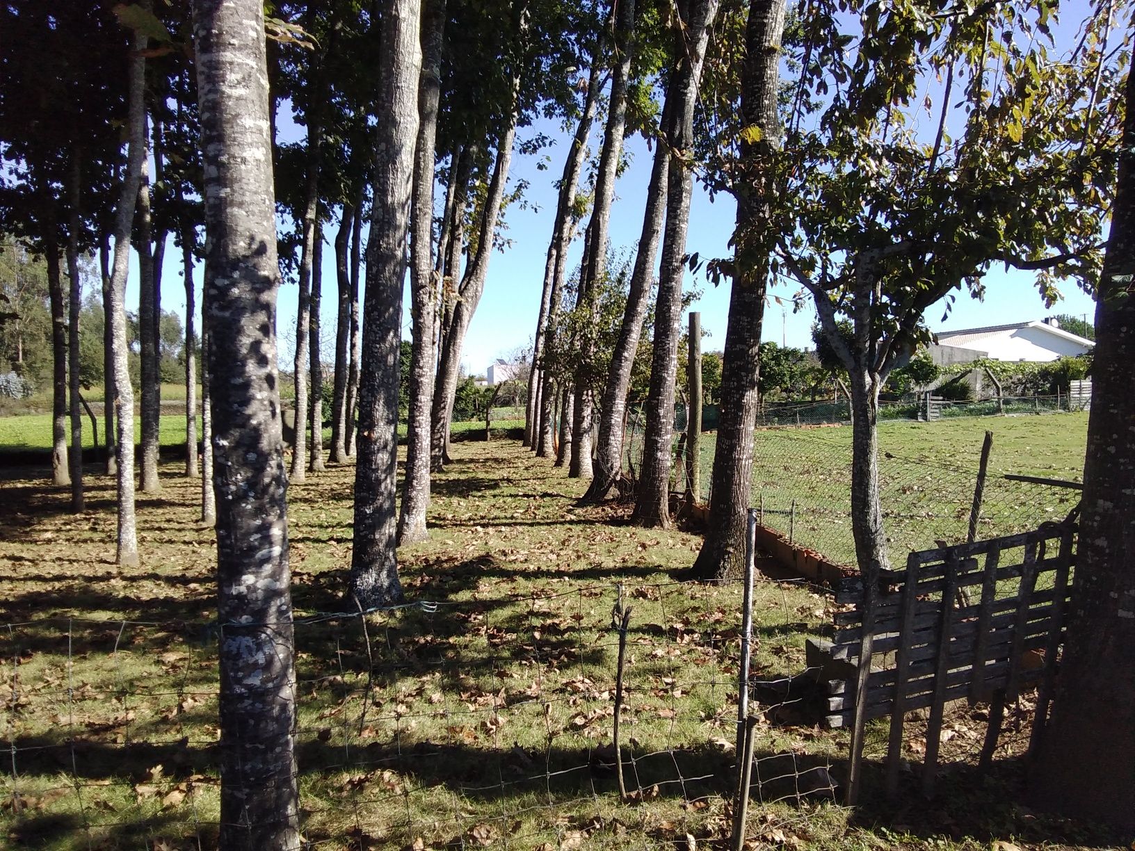 Vendo uma plantação de carvalhos americanos com 32 anos de 130 pés