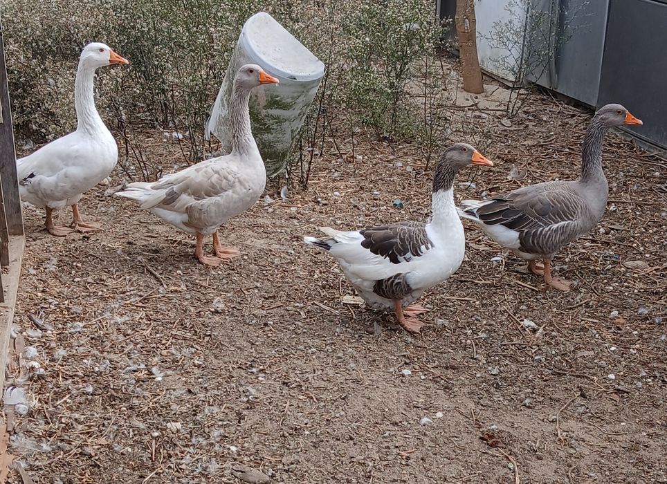 Patos gansos quatro
