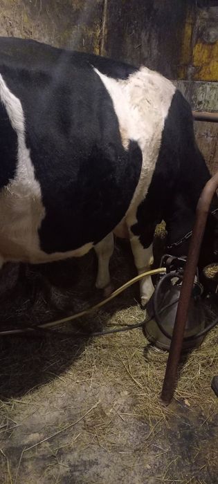 Продам добру молоду корову