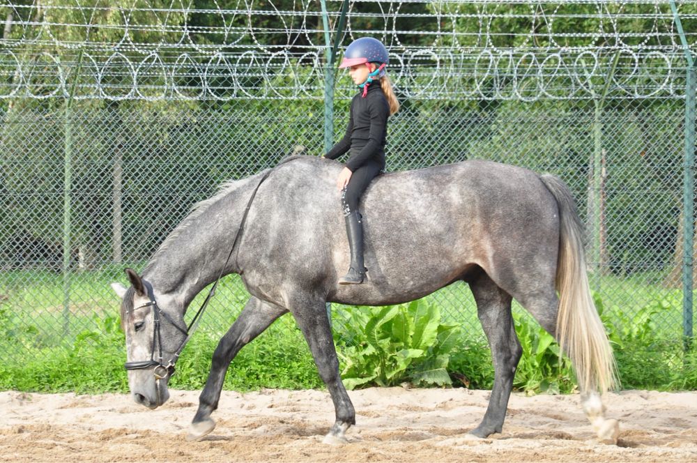 Oddam 7 letniego wałacha do współdzierzawy.