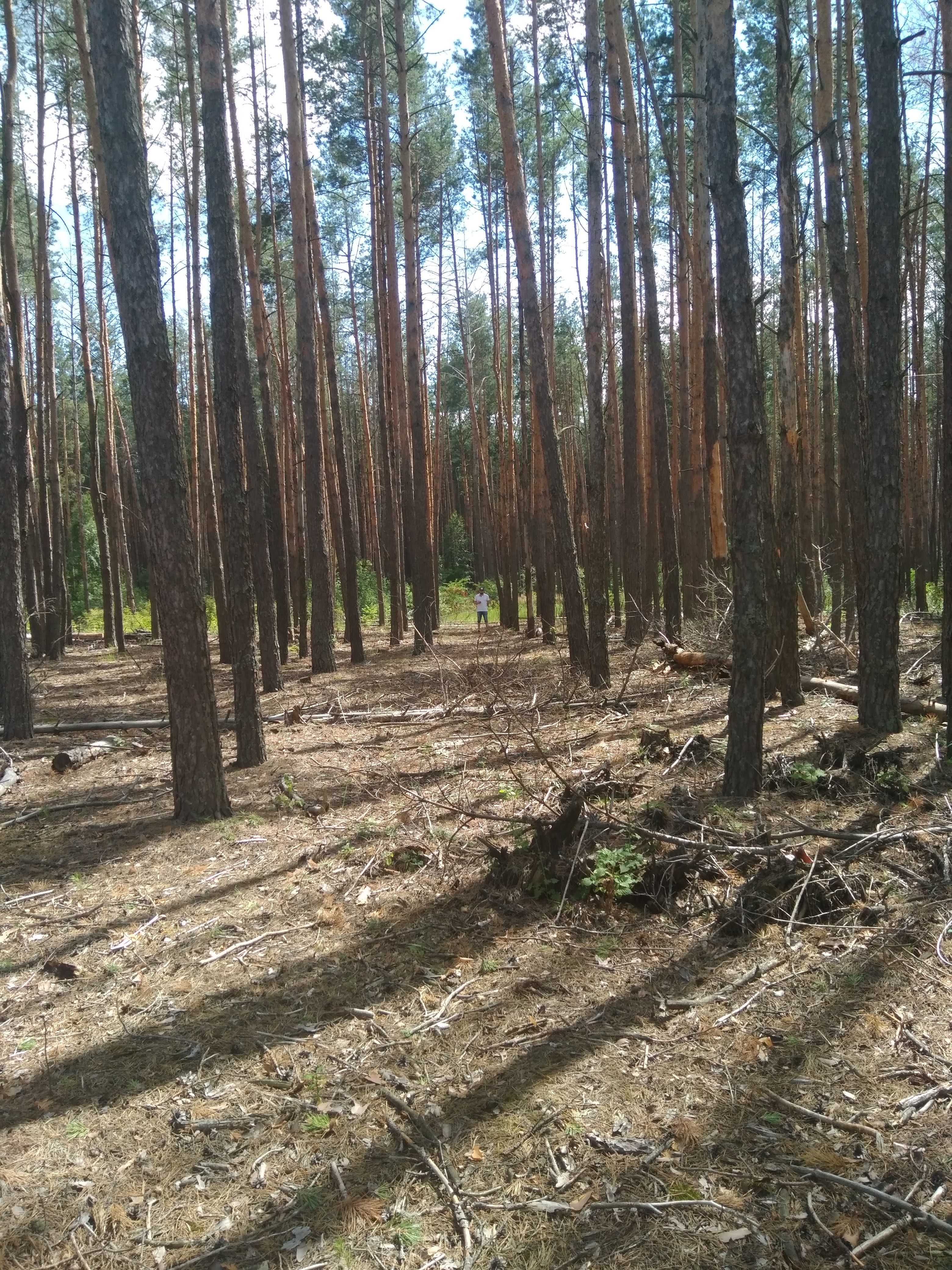 Земельна ділянка в сосновому лісі (Участок в сосновом лесу) Колонщина