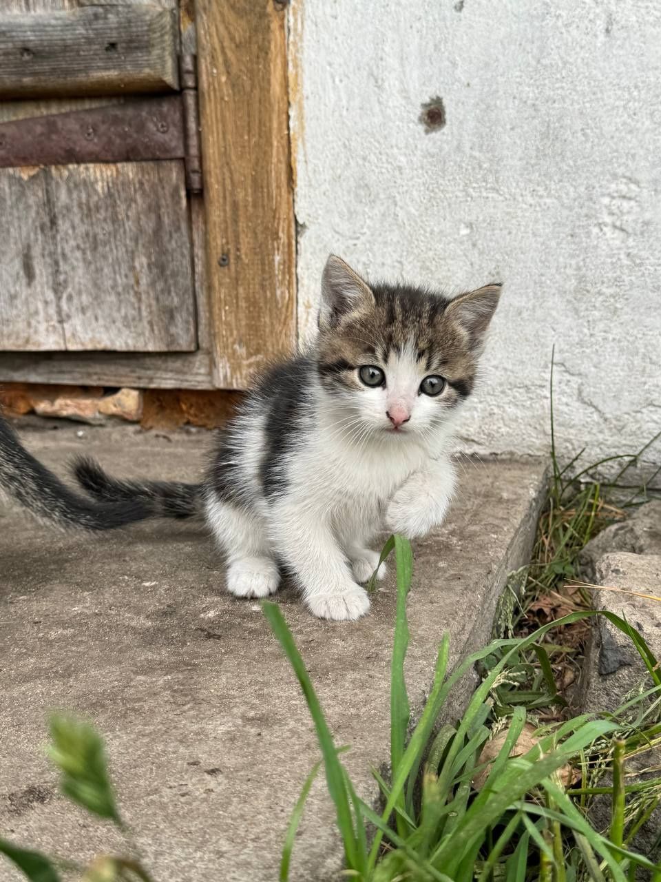 Віддам кошенят безкоштовно