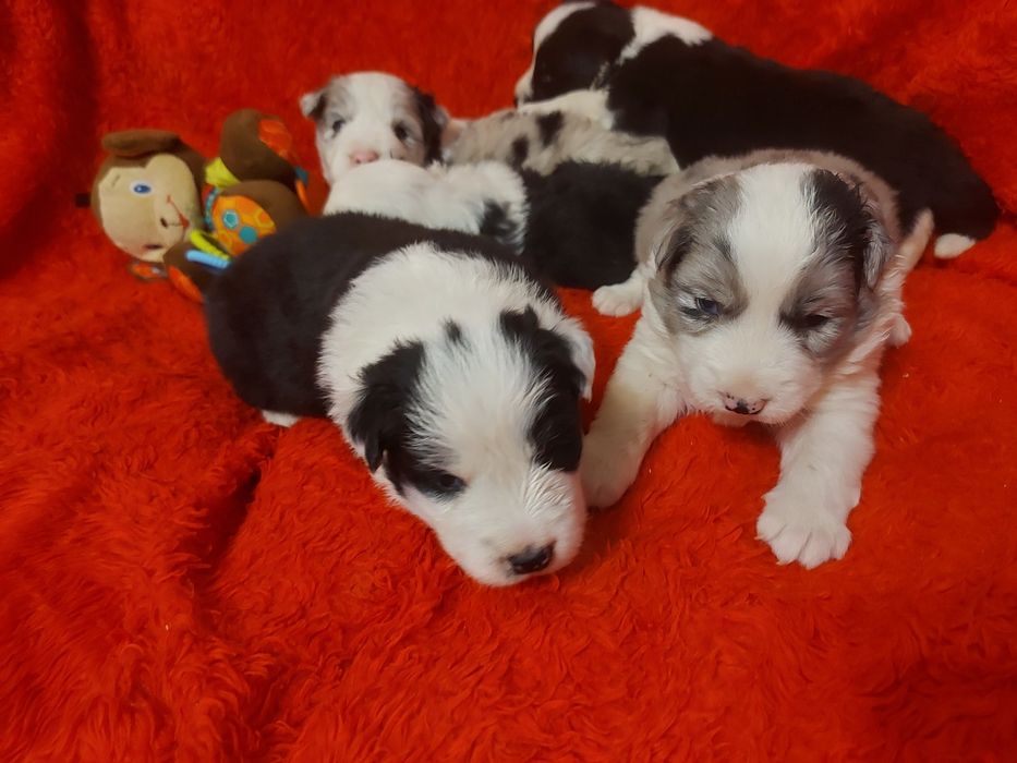 Border Collie piesek czarno biały z badaniami genetycznymi od 20 .12.