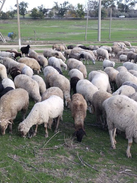 Овци бараны баранина ягнята