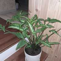 Продам кімнатні рослини: сингоніуми, епіпремнум
