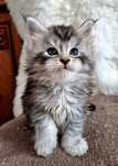 Maine Coon, kocurek, rodowód FPL, opcja