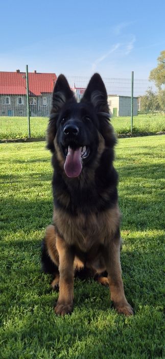 Owczarek niemiecki długowłosy