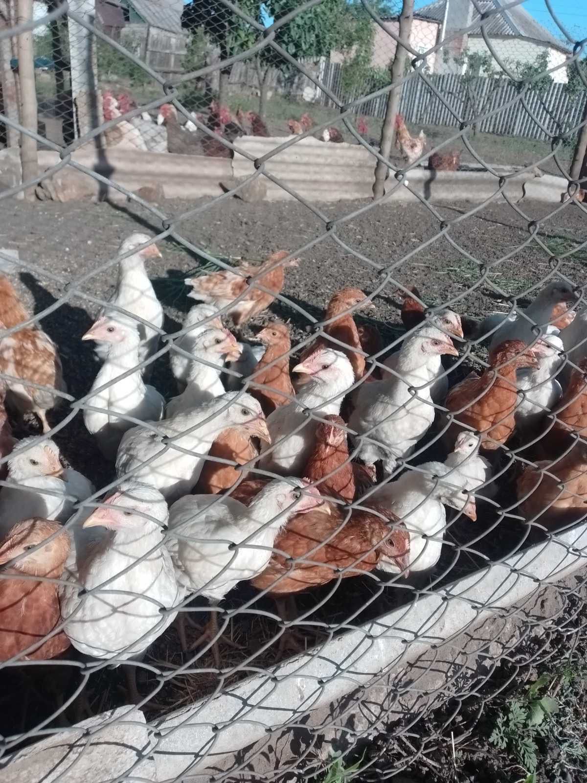 Цыплята , сельхоз животные