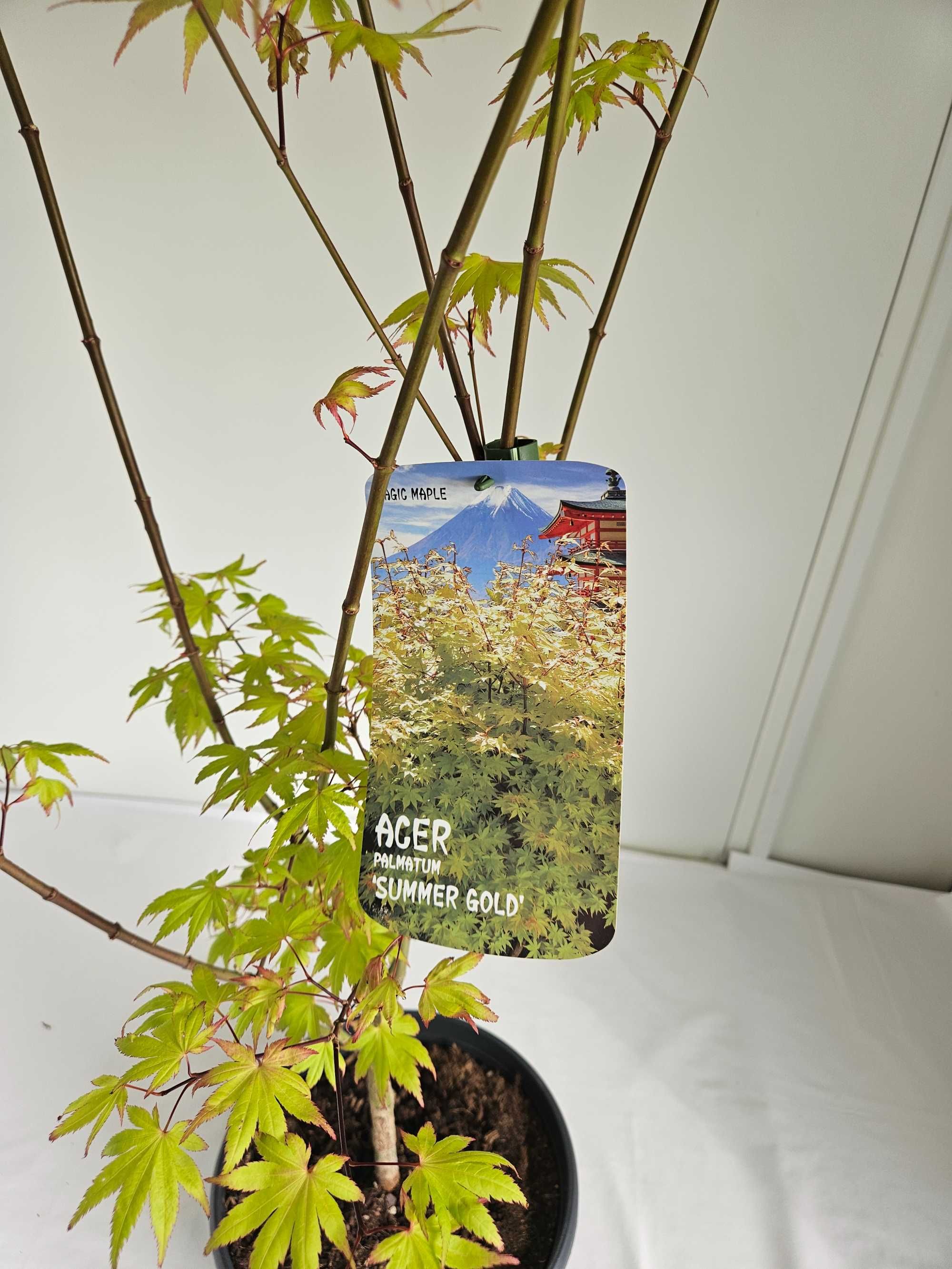 Bonsai – Klon japoński palmowy 'Summer Gold' (Acer palmatum)