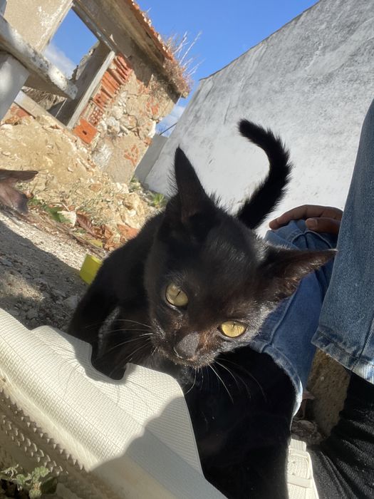 Gata preta para adoção