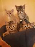 kotki do adopcji