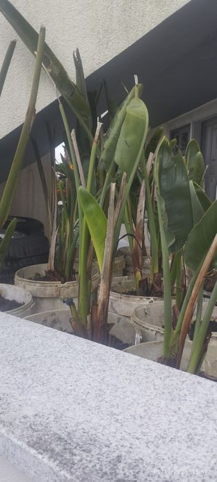 Palmeira marcuzan mais estrelicias