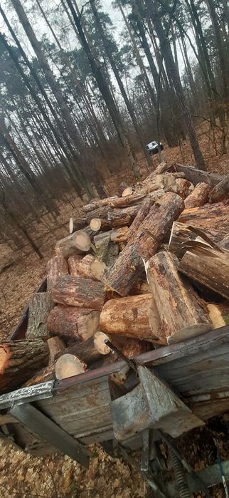 Продам дрова сосна чуркой, колоди. Робота бензопилой.