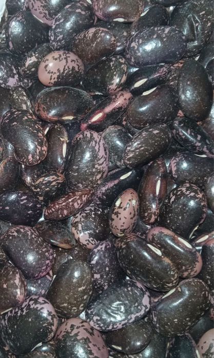 Квасоля ласточка ,скарлет,червона томатна,біла довга ,біла плоска