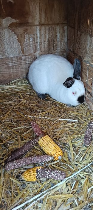 Sprzedam krole samca i samice