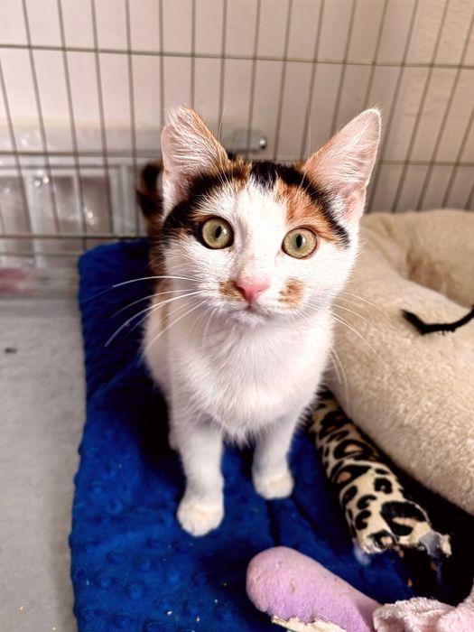 Mała kotka szuka domu