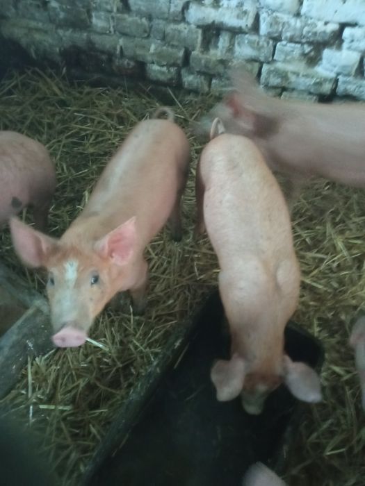 Продам поросята на домашніх кормах