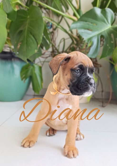 Bokser boksery szczeniak szczeniaki szczenię suczka suka