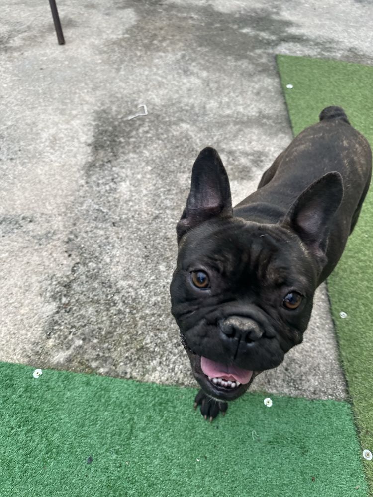 bulldog francês Macho