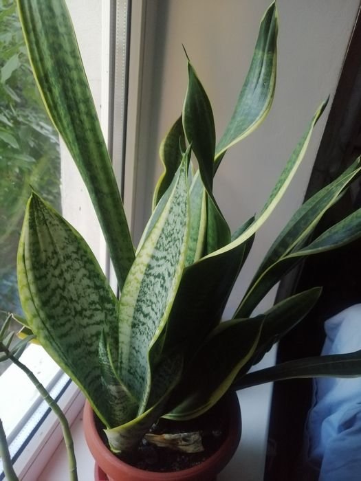 Сансевиерия Футура