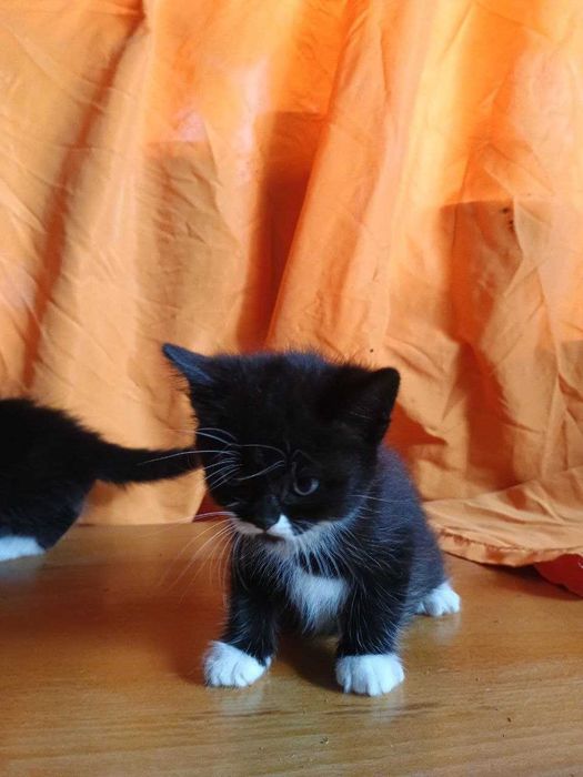 Віддам у добрі руки: чорно-білі кошенята-дівчатка шукають родину!