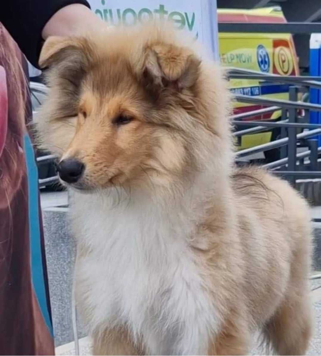 Owczarek szkocki collie długowłosy po Championach (FCI/ZKwP)