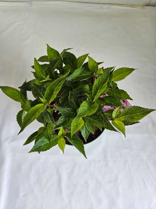 Hortensja bukietowa Blue Clouds 30cm C2 – krzew ozdobny + nawóz gratis