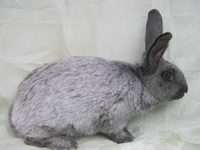 кролики полтавське срібло самці