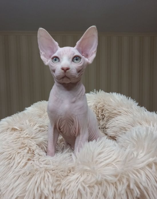 Сестрички канадики;