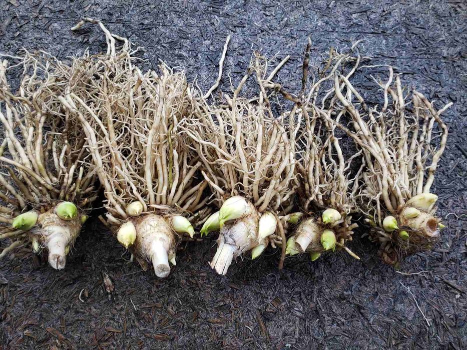 Клематіс, півонія, хоста, квіти