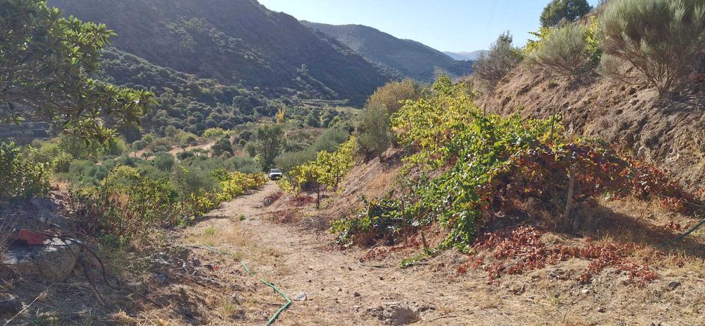 Terreno agrícola no Douro- 1,1 ha com poço, armazém e árvores de fruto