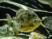 Myleus Rubripinis Selvagem